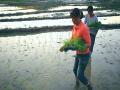 水田间逐渐栽满了秧苗（摄影：李卓茵）