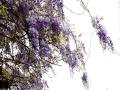 紫藤谱写紫色浪漫