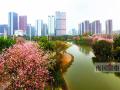 花树烂漫的柳州河东公园。（摄影：记者 卿要林）