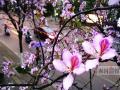 粉红紫荆花装点着龙城的街道（摄于夫子路）。（摄影：记者 卿要林）