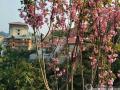 龙云山酒店旁粉艳的樱花美丽悦目。（摄影：龚汉顺）