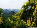 这个季节，乐业的高山河谷到处都有阎王刺漂亮的黄花在绽放。（摄影：龚汉顺）
