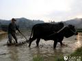 4月13日，村民在广西三江侗族自治县林溪镇高秀村田间劳作。