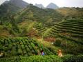 层层叠叠的茶山（摄影：黎玉梅）