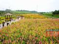 人们在花海中享受愉快的周末
