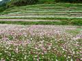 梯田花海（摄影：周承进）