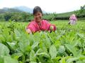 茶农脸上洋溢着幸福的笑容（摄影：黄健红）