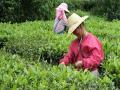 采茶的茶农（摄影：黄健红）