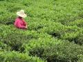 正在采茶的茶农（摄影：黄健红）