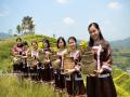 妇女同胞在展示采摘到的茶叶。（摄影：潘志祥）