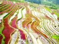 从空中俯瞰千层梯田，宛若一道道彩虹铺满山间。（摄影：龚普康）