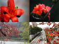 您还记得满树通红的木棉花么？（摄影：韦坚）