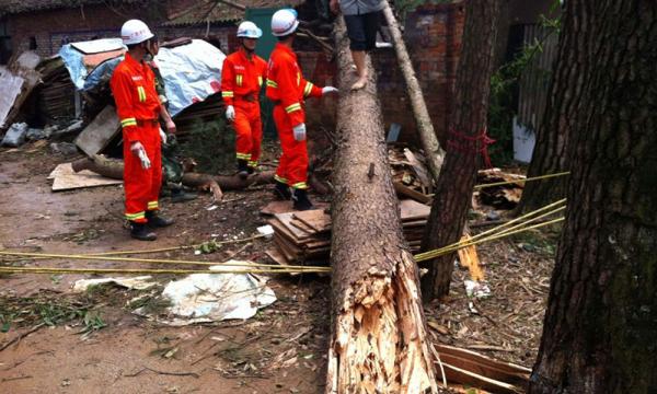 广西桂林遭龙卷风袭击 3000多棵树拦腰折断
