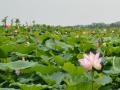 碧绿的荷花塘（摄影：严玲）