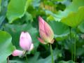 含苞待放的荷花（摄影：易禹成）