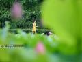 6月4日，一名游客在三江侗族自治县良口乡和里村荷塘赏花。（摄影：龚普康）