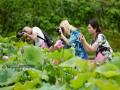6月4日，几名游客在三江侗族自治县良口乡和里村荷塘拍摄荷花。（摄影：龚普康）