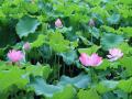 开得烂漫可爱的荷花（摄影：廖婷婷）