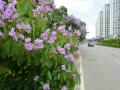 紫薇花装扮崇左市区（摄影：唐昌秀）