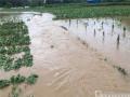 暴雨引起洪涝灾害淹没农田。灌阳宣传部供图