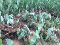 农作物受到损失。灌阳宣传部供图
