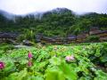 娇艳的荷花与云雾、民居交相辉映，形成了一幅美丽的乡村美景图。（摄影：潘志祥）