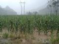 玉米地被淹（摄影：郑传伟）