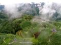 雨后茶园清新静谧（摄影：龚普康）