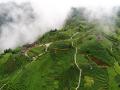 梦幻般的茶园景色（摄影：龚普康）