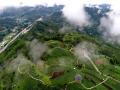 俯瞰仙人山茶园（摄影：龚普康）