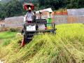 忙碌的收割机（摄影：罗昌胜）