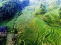盛夏时节，桂林市龙胜各族自治县龙脊镇小寨村层层梯田上的水稻逐渐转绿。（摄影：潘志祥）