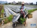 8月31日，百色市田阳县那坡镇那吉村一名村民在向田间运送菜苗。