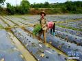 8月31日，百色市田阳县那坡镇那吉村村民在田间种植秋冬菜。