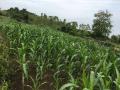 郁郁葱葱的玉米 （摄影：潘春江）