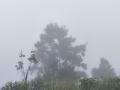 3日清晨，雾中隐约可见的松树（摄影：覃东南）