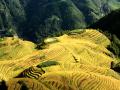 10月7日，广西桂林龙脊梯田稻穗已金黄（摄影：伍钊）