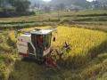 24日靖西天气晴好，收割机正马不停蹄地收割稻谷（摄影：黄凯）