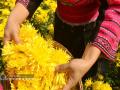 当地瑶族群众在采摘皇菊。（摄影：潘志祥）