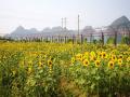 放眼望去，成片的向日葵花美不胜收(摄影：黎玉梅)