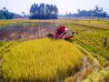 11月2日，趁着好天气，广西钦州市康熙岭镇的农民用收割机在收割晚稻（摄影：李斌喜）