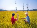 11月2日，广西钦州市康熙岭镇天气晴好，农气专家在当地的水稻自动化观测试点进行观测（摄影：李斌喜）