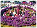 柳州市首届三角花展举办 姹紫嫣红闹深秋（摄影：黎寒池）