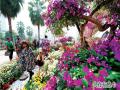 柳州市首届三角花展举办 姹紫嫣红闹深秋（摄影：黎寒池）