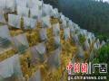 果农为金桔覆盖保温膜。谭凯兴 摄