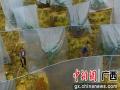 果农为金桔覆盖保温膜。谭凯兴 摄