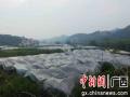 已经覆盖保温农膜的金桔园。谭凯兴 摄