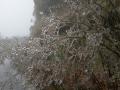 23日18时，大明山天坪自动站气温0.7℃，微风微雨，风力静稳，雨雾朦胧，这样的气象条件非常有利于冻雨形成，冰晶挂满了大明山苍翠欲滴的繁枝绿叶。图为枝叶上挂满冰晶。（文/黄归兰 吴智君 图/李龙）