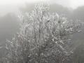 冻雨景观通常是在较为复杂的气象条件下形成。首先是出现在大雾的天气里，相对湿度较大，气温通常低于0℃，且风速较小。图为枝叶上挂满冰晶，银装素裹。（文/黄归兰 吴智君 图/李龙）