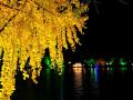 夜景中演绎着金色浪漫 （摄影：李岩）